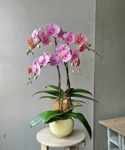 Lan Hồ Điệp Tâm An