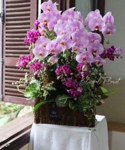 Lan Hồ Điệp Thiên Ân
