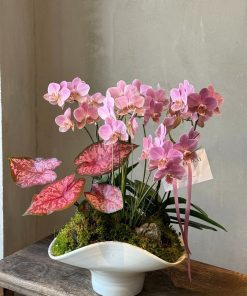 Lan Hồ Điệp Thiên Điệp