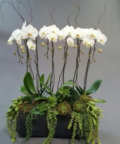 Lan Hồ Điệp Thiên Kim Phú Quý