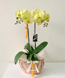 Lan Hồ Điệp Thiên Phú