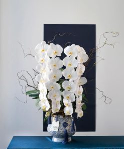Lan Hồ Điệp Thượng Phẩm