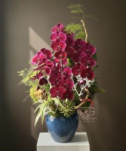 Lan Hồ Điệp Kim Điệp Đế Vương
